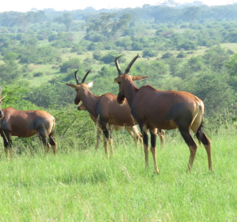 Wildlife Safari in Queen Elizabeth National Park