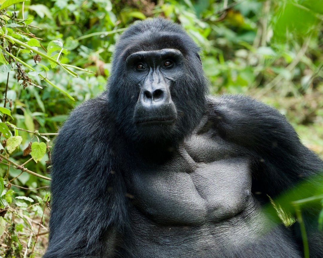 Gorilla experience in Volcanoes National Park Rwanda