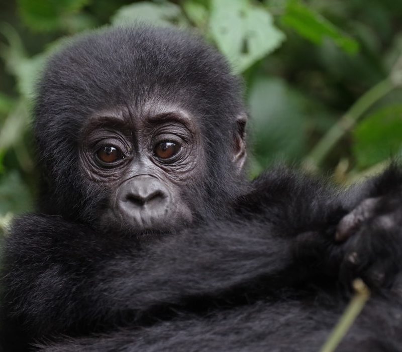 21 Days Uganda safari