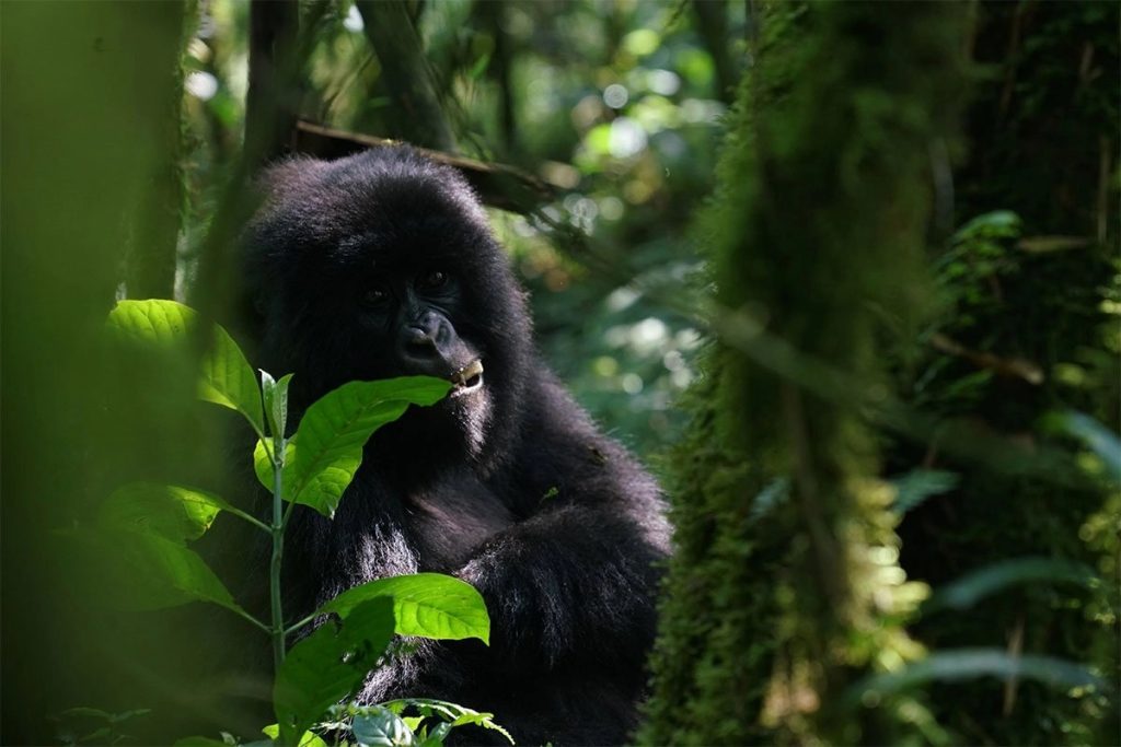 Mountain gorilla in Bwindi impenetrable forest national park