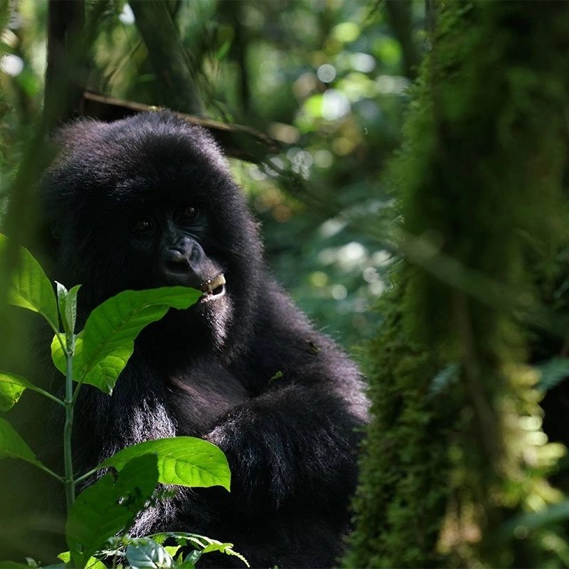 Mountain gorilla in Bwindi impenetrable forest national park