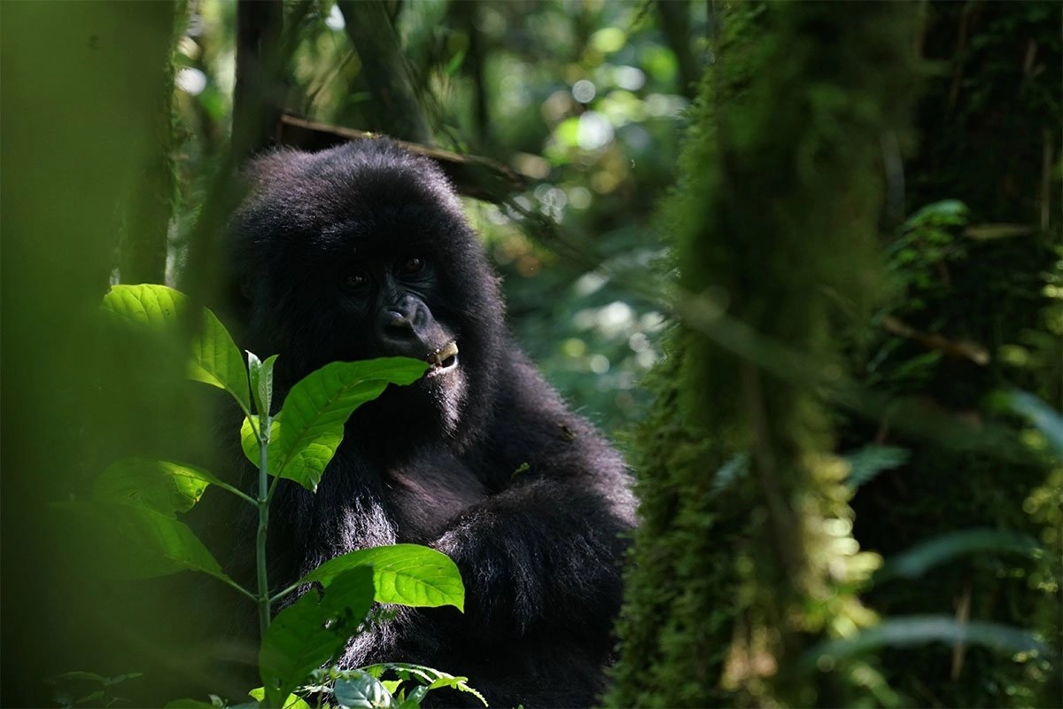 Akagera and Nyungwe