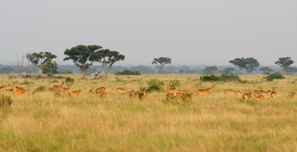 Rwanda Safari with Alps Trendy Safaris