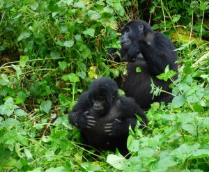 Mountain gorillas in Volcanoes national park