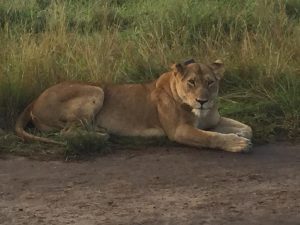 Big Cat in Queen Elizabeth Park