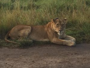 Big Cat in Queen Elizabeth Park