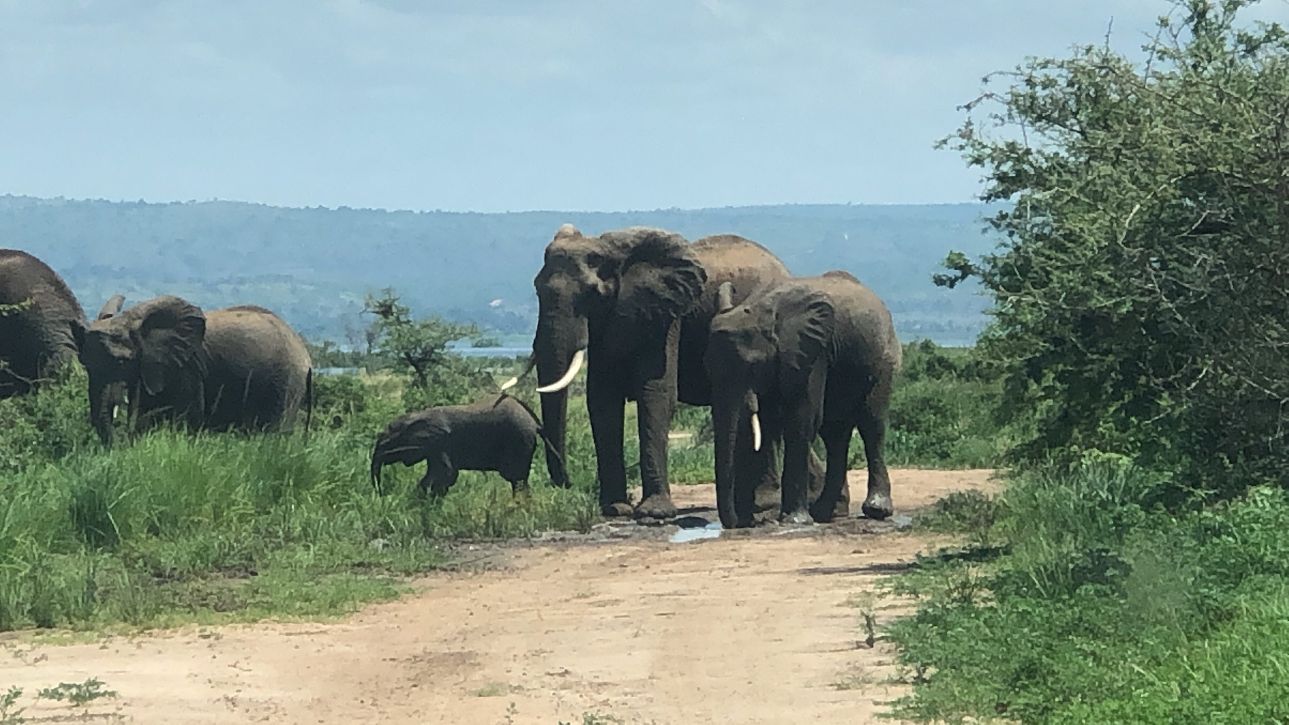 elephants in murchison falls national park