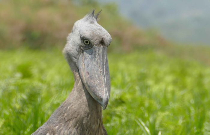 Shoebill in Mabamba Swamp birding experience