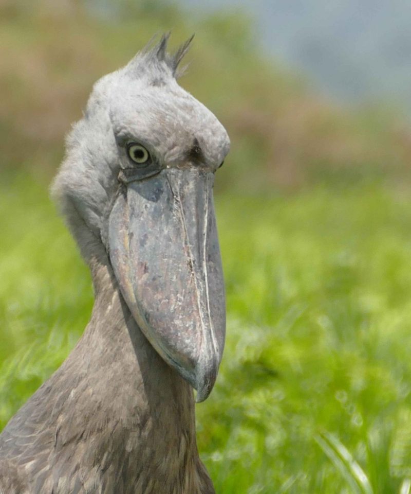 Shoebill in Mabamba Swamp birding experience