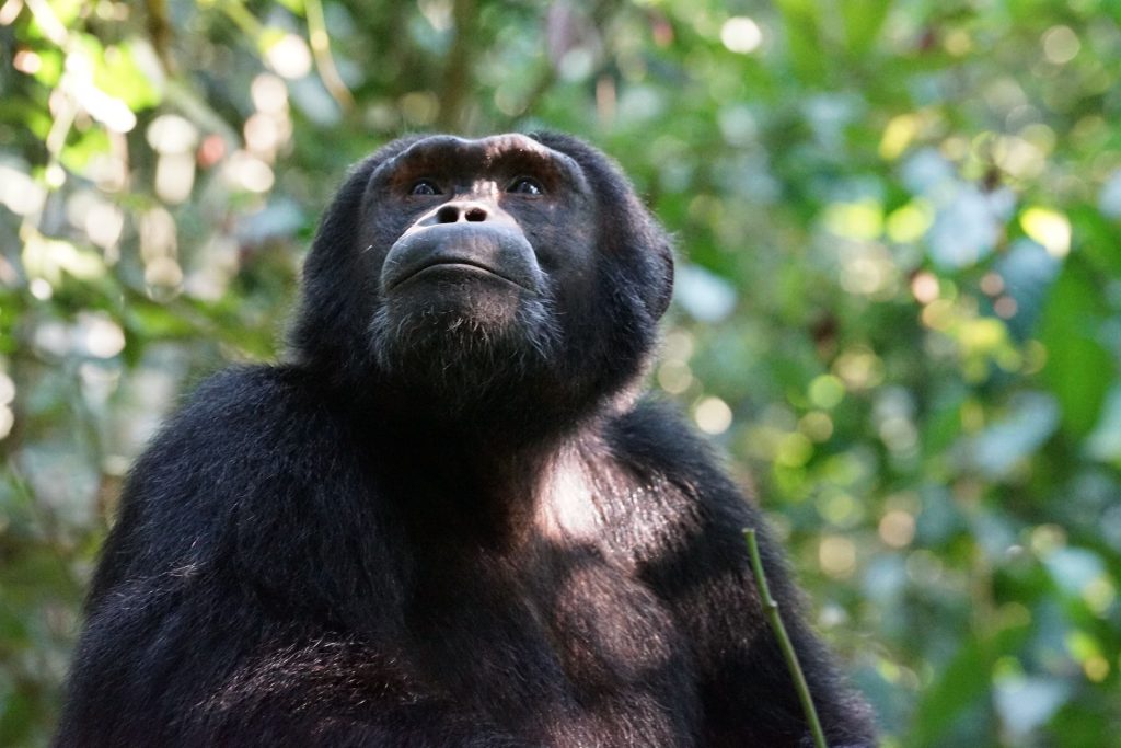 Primate safari Chimpanzee in Kibale National Park