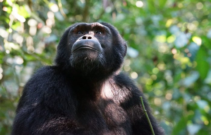Primate safari Chimpanzee in Kibale National Park