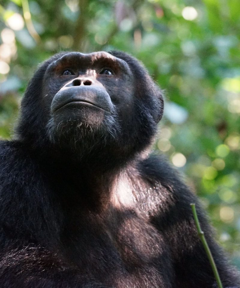 Primate safari Chimpanzee in Kibale National Park