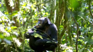 Chimpanzees primates safari in Kibale National Park 