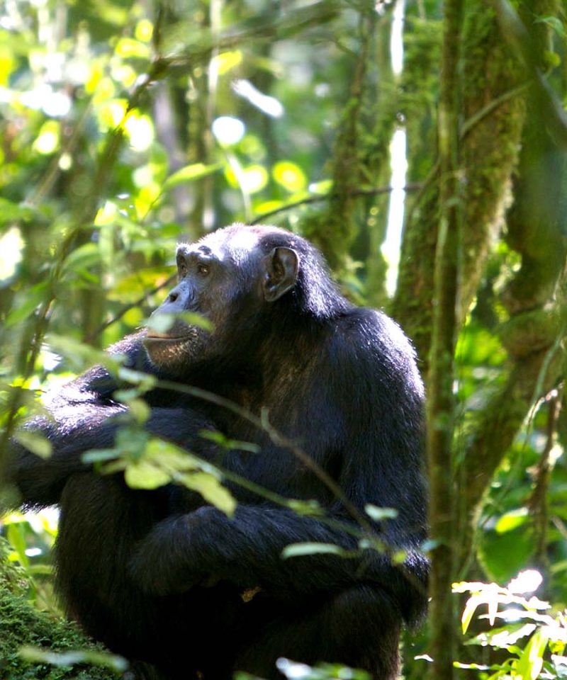 This 4 Days Murchison Falls National Park; Big5 and Chimpanzees Trekking trip takes you to explore the best of Murchison falls national park, Budongo forest the home of Chimpanzees and Ziwa rhino sanctuary.
