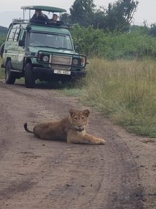 Lion of the big 5 in Murchison Falls National park