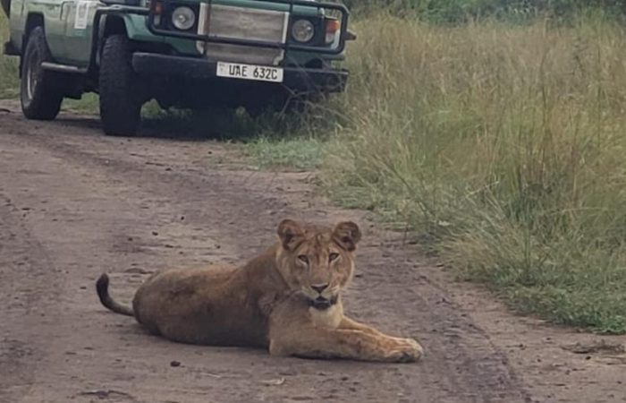 Lion of the big 5 in Murchison Falls National park