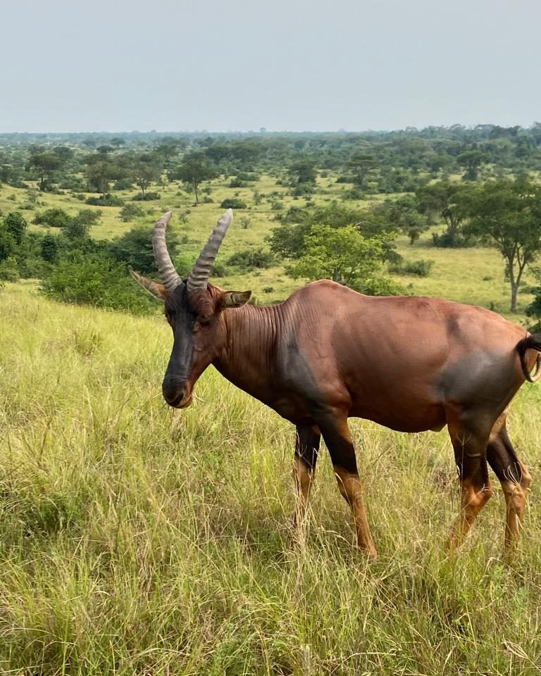 Impala in Lake Mburo national park