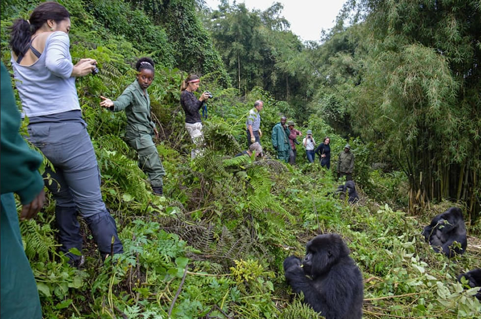 Rwanda Gorilla Safaris and Tours