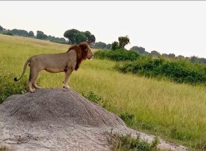 Big Cats in Queen Elizabeth National Park. Lion in the Africa's wilderness 