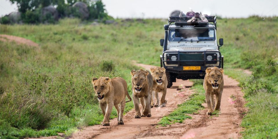 Top Activities to Do on a Safari in Uganda