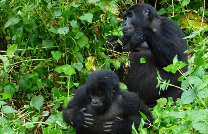 gorillas-in-uganda
