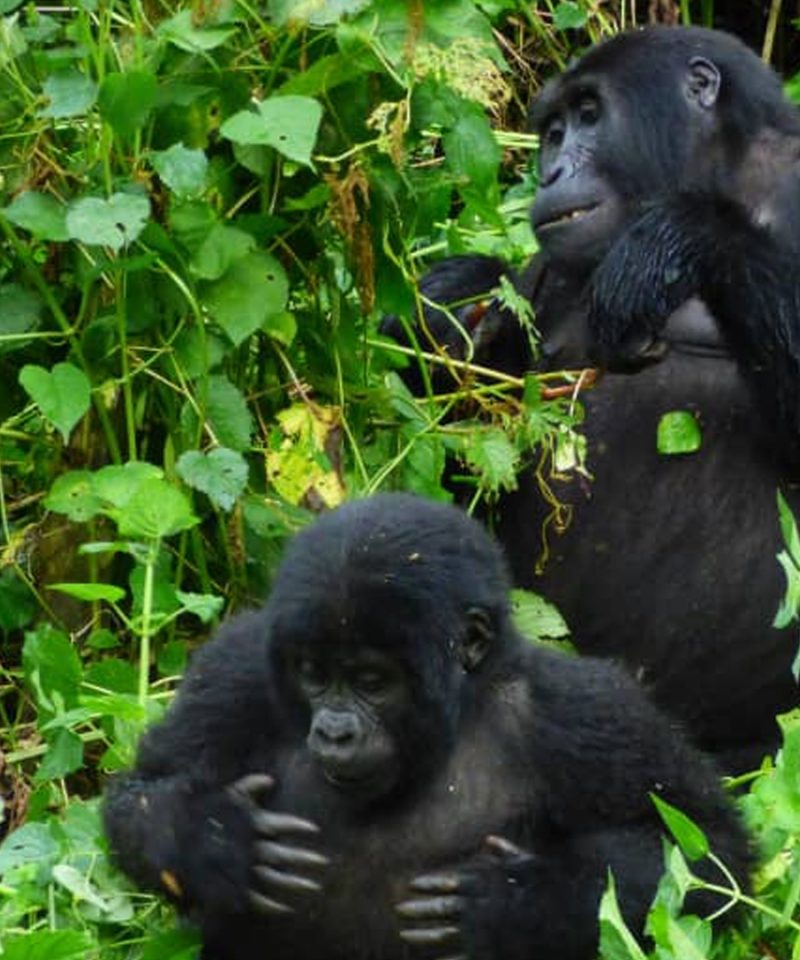 gorillas-in-uganda