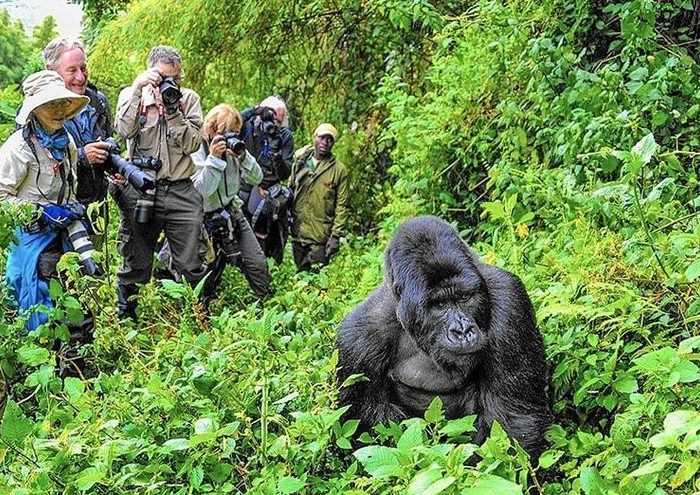 Uganda wildlife authority