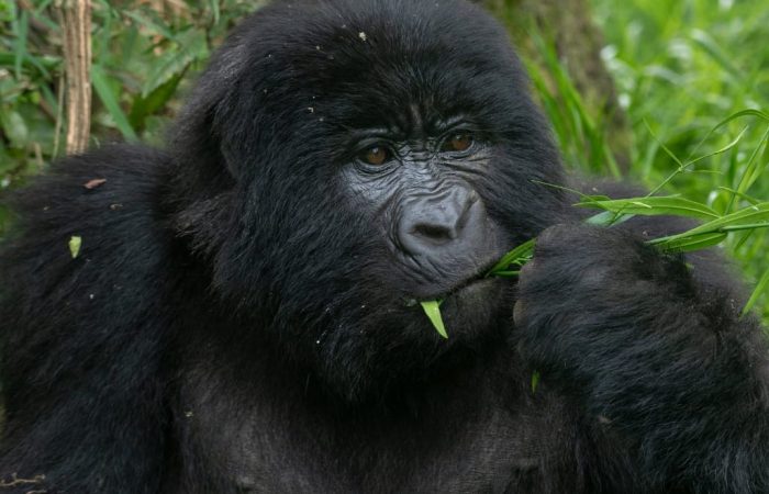 3 days gorilla Tracking