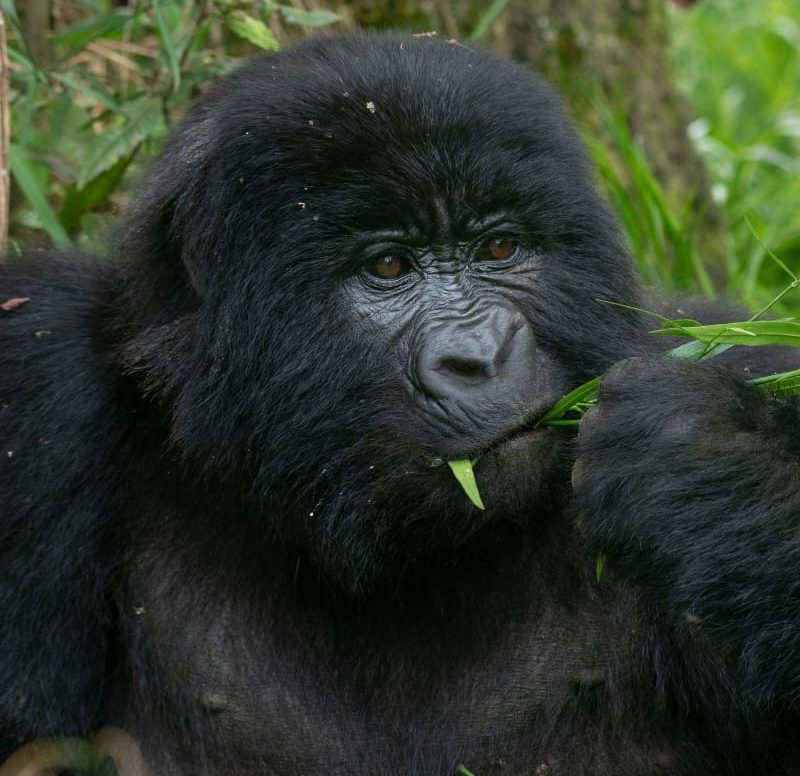 3 days gorilla Tracking