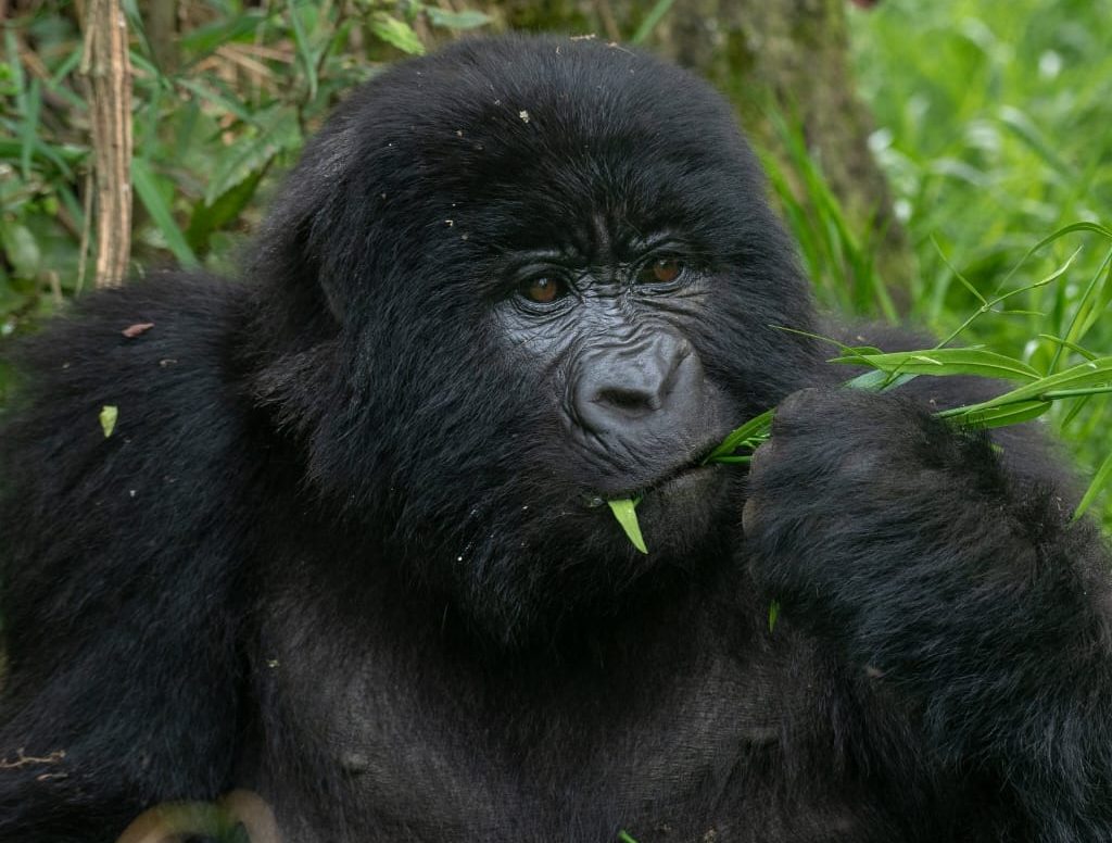 3 days gorilla Tracking