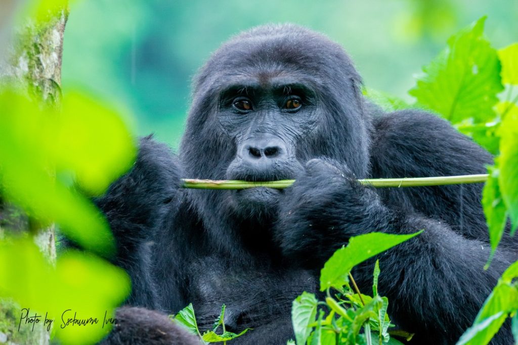 Uganda and Rwanda Safari