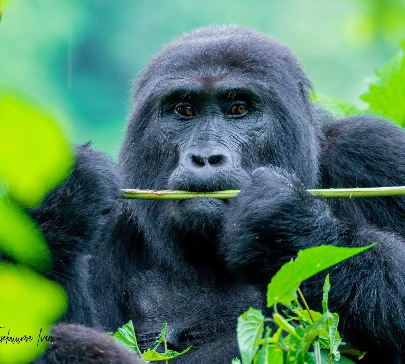 Uganda and Rwanda Safari