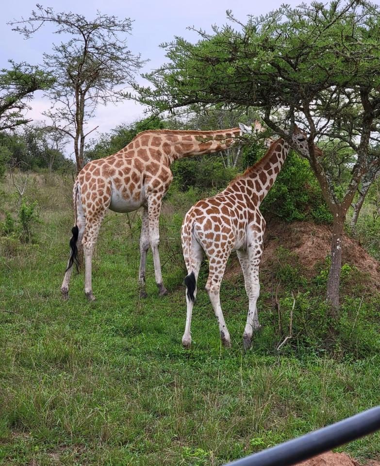 Giraffes in Murchison falls National park