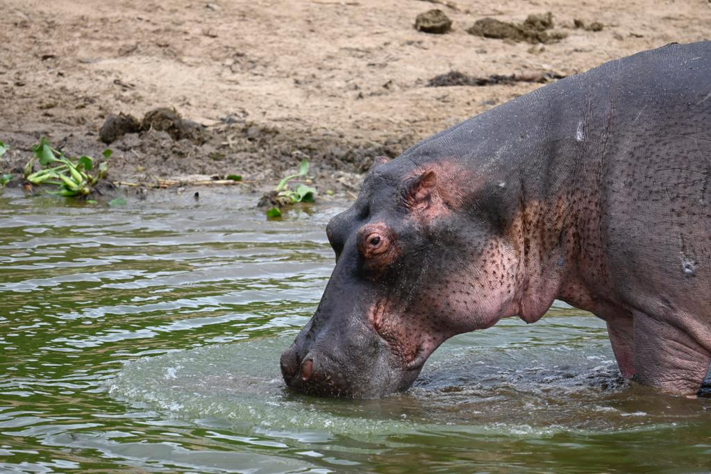 Hippo in Akagera National park in Rwanda
