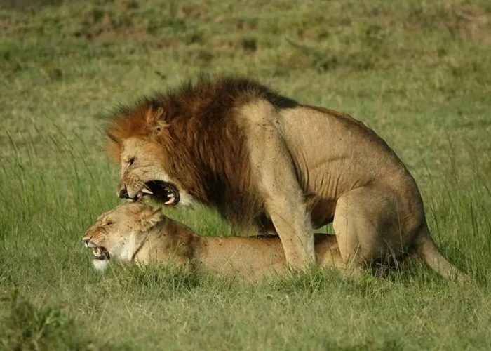 Tourist activities in Uganda and best lodges
