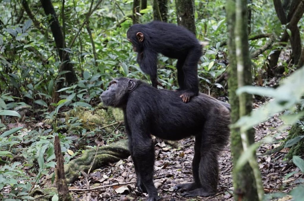 Chimpanzee trekking in Kibale forest national park