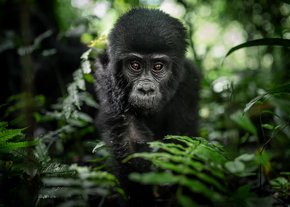 Gorillas in the wild