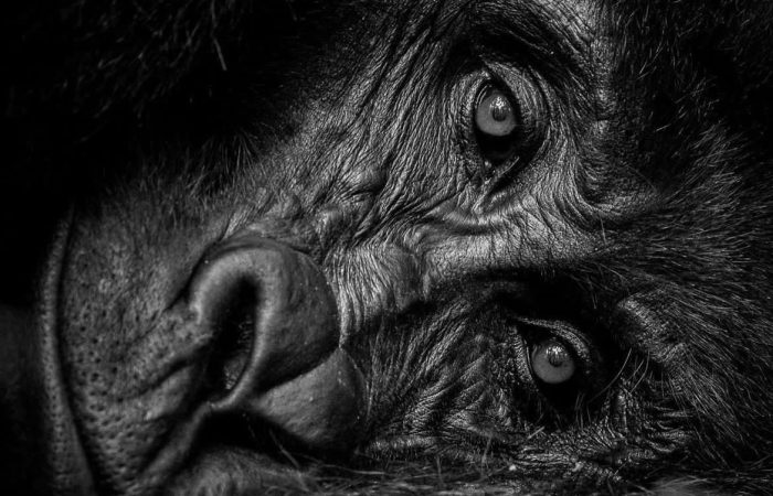 Gorilla Safari in the Volcanoes