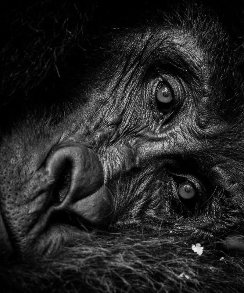 Gorilla Safari in the Volcanoes
