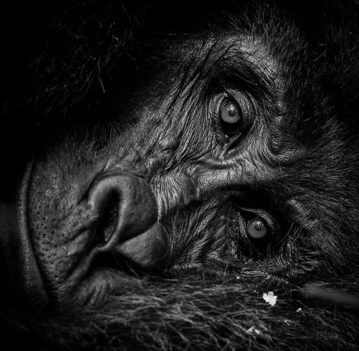 Gorilla Safari in the Volcanoes