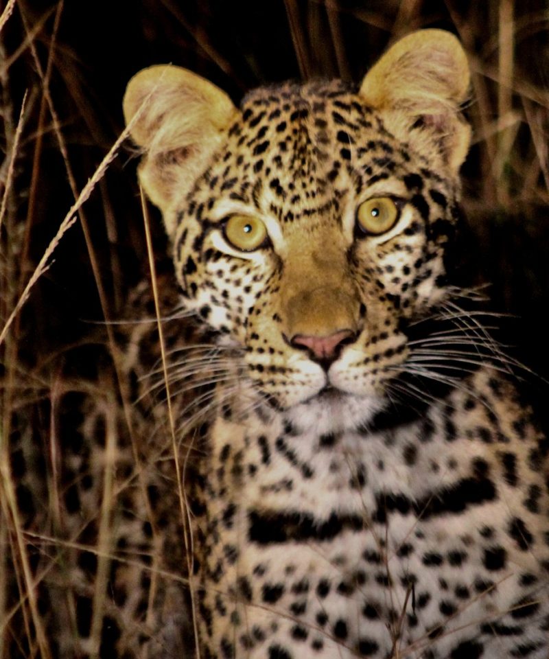 Leopard an excellent climber