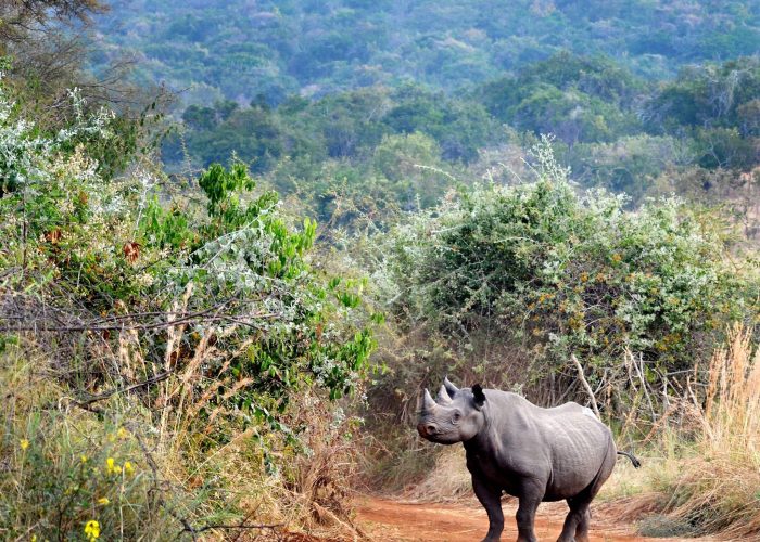 Rhino in Akagera national park