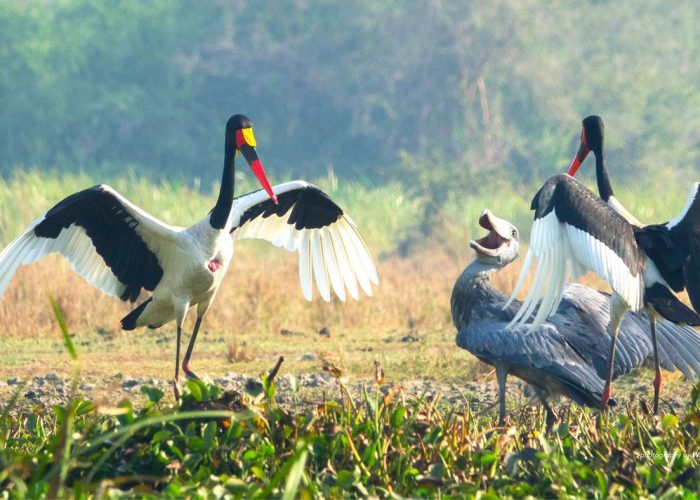 Shoebill and other bird species