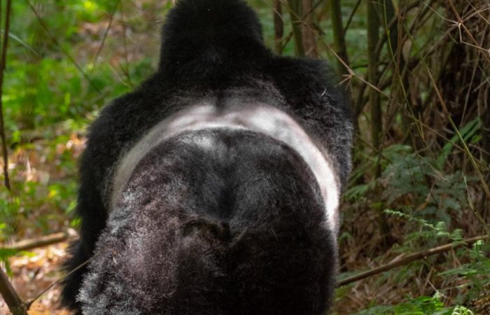 Gorilla Trekking in Bwindi