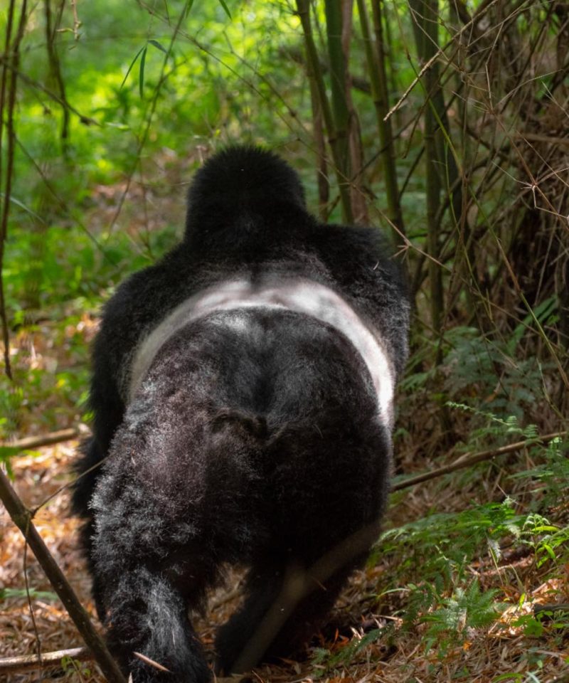 Gorilla Trekking in Bwindi