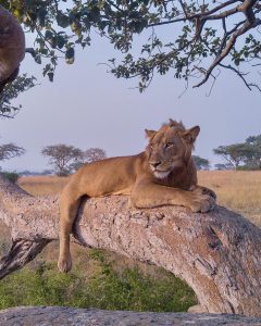 Tree Climbing Lions 