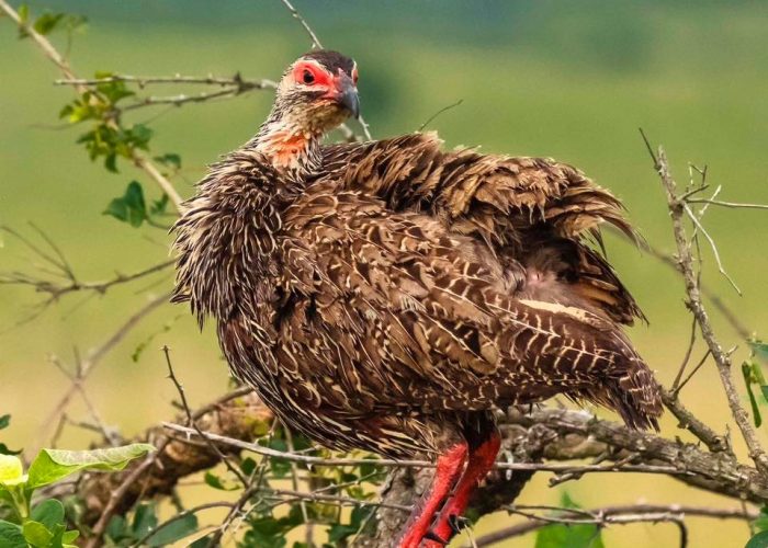 Birding in Uganda