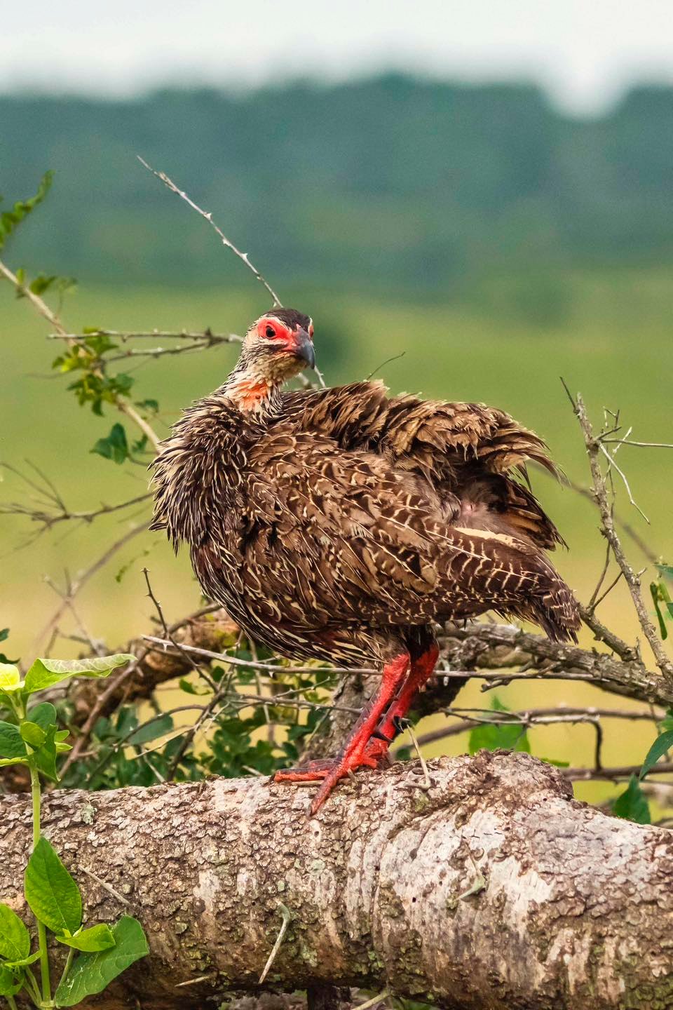 Birding in Uganda