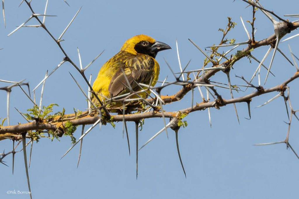 Birding in Uganda