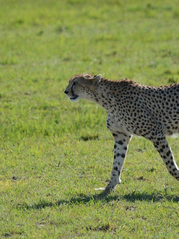 Cheetah in Uganda Wildlife Education Center